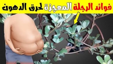 نباتات فائقة الفائدة.. تناول عشبة الرجلة وشاهد ماذا يحدث لجسمك ؟